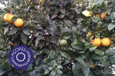 Laranja da Quinta