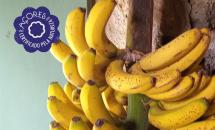 Bananas da Ilha